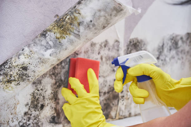 Best Comprehensive Air Testing for Mold Contaminants  in Frederick, CO